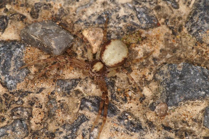 Philodromus_aureolus_D4889_Z_89_Les Gris_Frankrijk.jpg